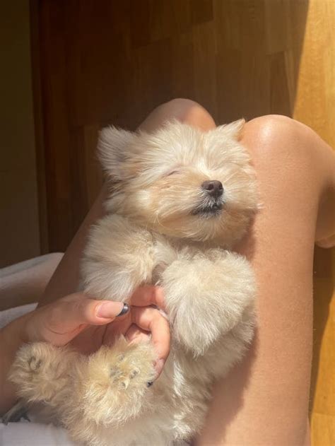 Puppy Sleeping on Owner's Lap · Free Stock Photo