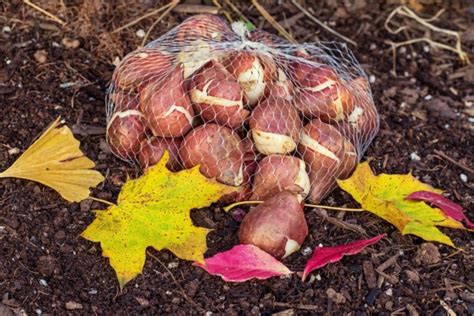 How to Plant Tulip Bulbs in Fall - growhappierplants.com