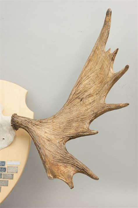 Taxidermy, Pair of Moose, Elk Antlers at 1stDibs | moose antlers for ...