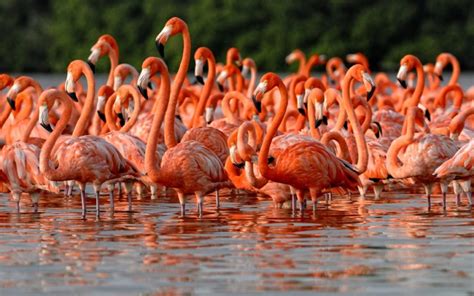 Las 5 áreas naturales protegidas de México más sorprendentes - Foro Ambiental