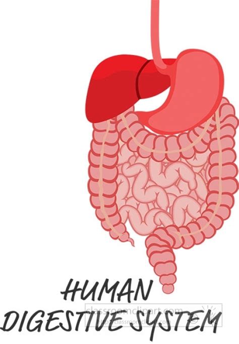 Anatomy Clipart-human digestive system clipart