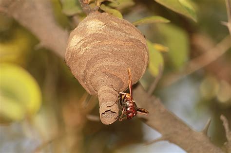 Over 100 Northern Giant Hornet Nests Found in Jersey: Several People in ...