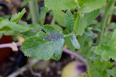 How to Grow Turnips