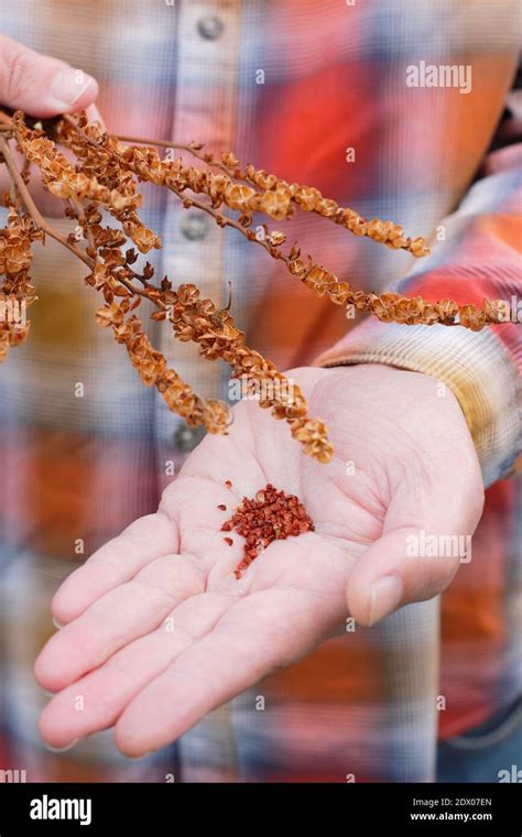 Crocosmia lucifer seeds hi-res stock photography and images - Alamy