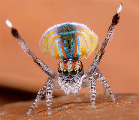 The Peacock Spider (Maratus volans) | Lipstick Alley