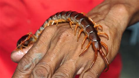 Centipede Sting: Symptoms, Treatment, And Prevention