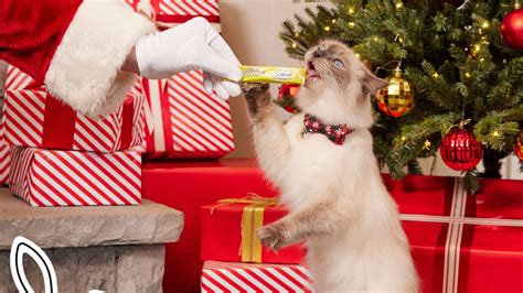 Temptations offers solution to 'cattitude' this Christmas