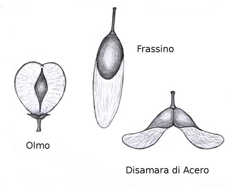 File:Samara olmo frassino acero.png - Wikimedia Commons