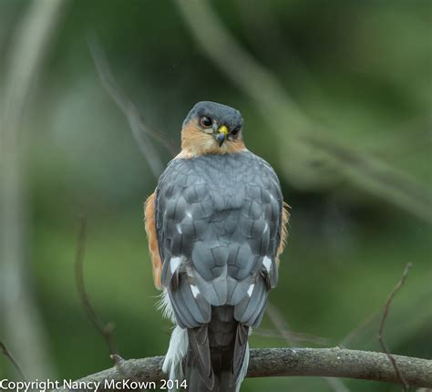 Photographing A Sharp-shinned Hawk | Welcome to NancyBirdPhotography.com