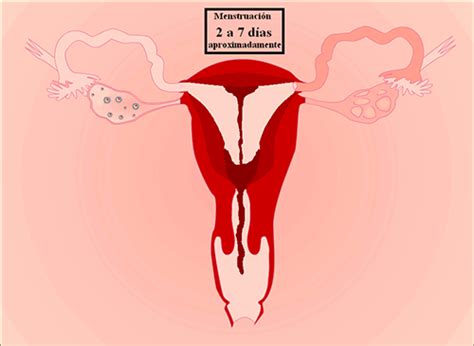 Animación sobre el ciclo menstrual Menstrual Health, Menstrual Cycle ...