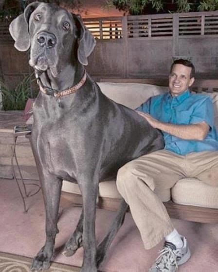 Meet George! He weighs over 245lbs. Guinness World Record Holder for Tallest Living Dog Tallest ...