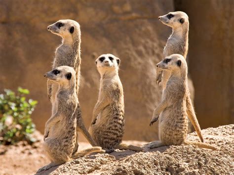 Behavioral Adaptations Of A Mongoose