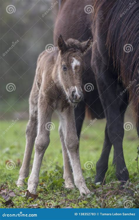 Newborn Foal with Its Mother Stock Image - Image of cute, equine: 138352783