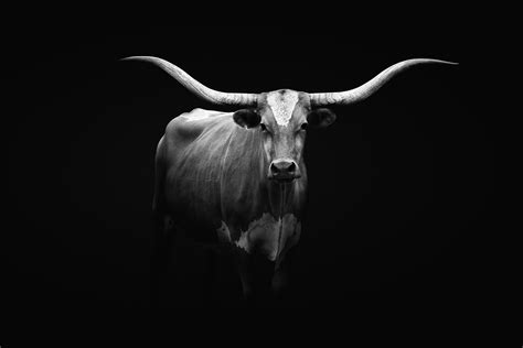 Longhorn Cattle on Behance