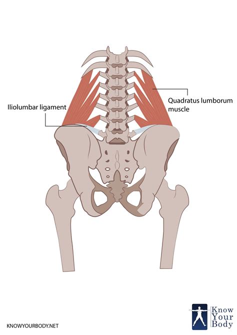 Origin Quadratus Lumborum : PPT - The Abdomen PowerPoint Presentation ...