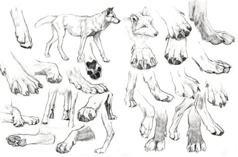 Wolf Paws Pic Drawing | Drawing Skill | Animali acquerello, Disegnare animali, Animali