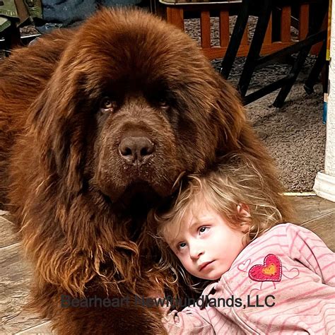 Newfoundland Dog Grooming Tips and Why It's Important