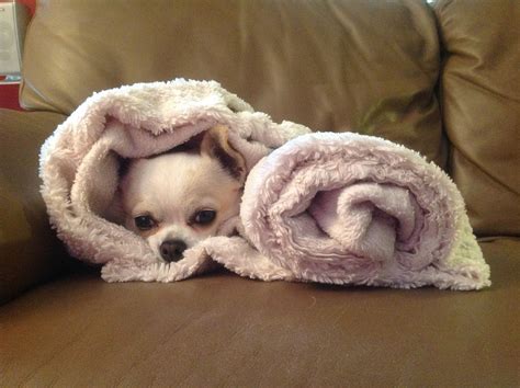 Ringo, as snug as a chihuahua in a blanket. | Chihuahua puppies, Chihuahua love, Cute chihuahua