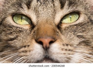 Green Eyes Brown Tabby Cat Lit Stock Photo (Edit Now) 230544268