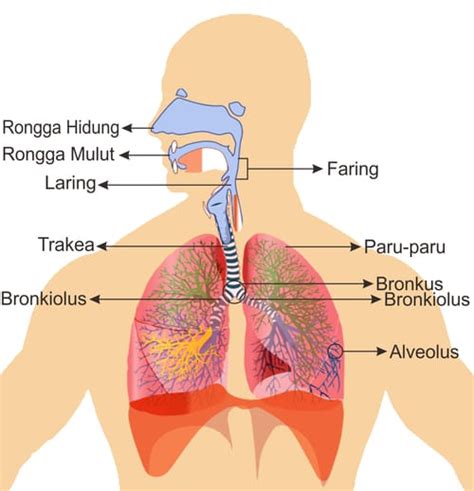 Sistem Pernapasan Manusia : Fungsi, Keterangan dan Gambarnya - JAGAD ID