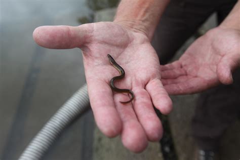 Creature Feature: American Eel - Raritan Headwaters