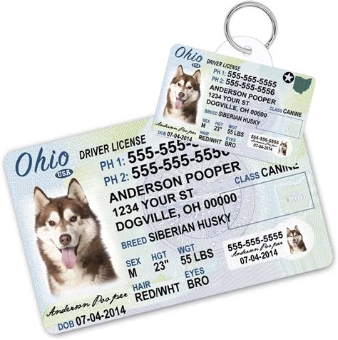 Amazon.com : 1 Cute Pooch Ohio Driver License Custom Dog Tag for Pets ...