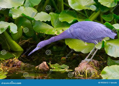 Little blue heron habitat stock photo. Image of florida - 9935612