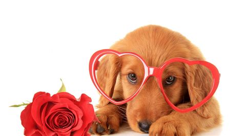 Valentine Puppy Wallpapers - Top Free Valentine Puppy Backgrounds - WallpaperAccess