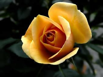 roses, flowers, blossom, bloom, orange, garden roses, rose wallpaper | Pikist