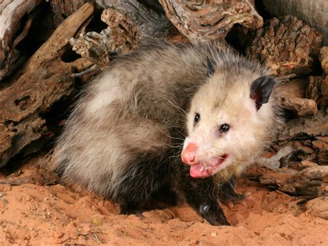 Hanging Possums