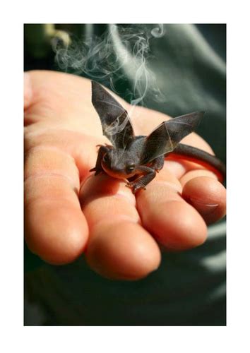 Dragon sightings Lesson plan & printable resources | Teaching Resources