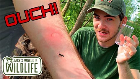 MOST Painful ANT STING In TEXAS? STUNG by Pachycondyla harpax! - YouTube