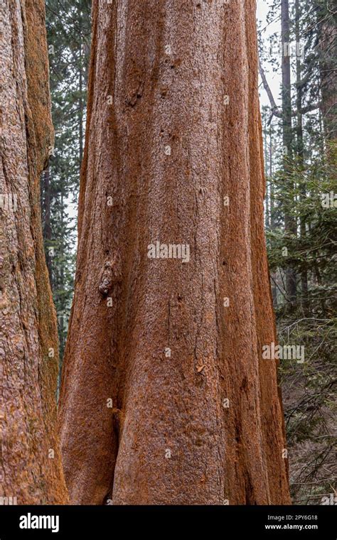 Giant Sequoia trees in Yosemite Park Stock Photo - Alamy