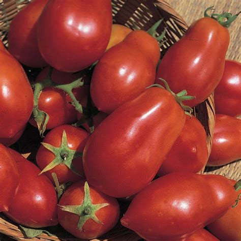 plum tomato / Solanum lycopersicum'San Marzano' | Tomato seeds, Tomato, San marzano tomatoes