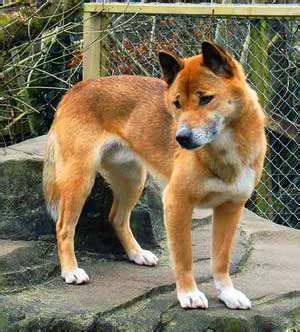 New Guinea Singing Dog Breed | Info | Characteristics | Personality | Traits