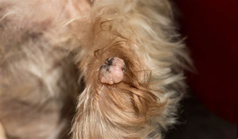 Benign Skin Tumors in Dogs | PetCoach