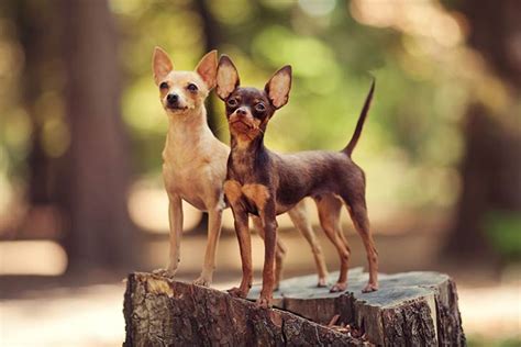 Russian Toy Dog Breed Information - American Kennel Club