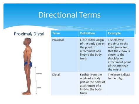 Image result for proximal and distal examples | Meant to be, Exercise, Example