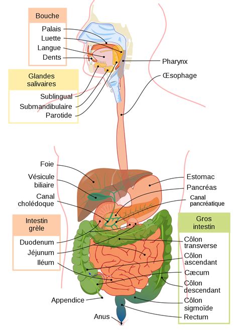 Digestion humaine — Wikipédia