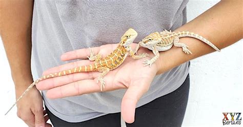 Keeping Bearded Dragons As Pets by xyzReptiles