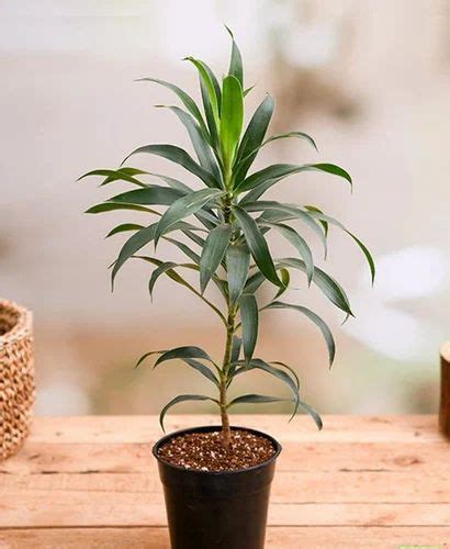 Dracaena Reflexa 'variegata' whitish green Song Of India Indoor Pleomele Plant at Rs 150/piece ...