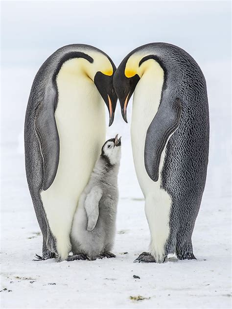 Emperor Penguin Facts - WorldAtlas