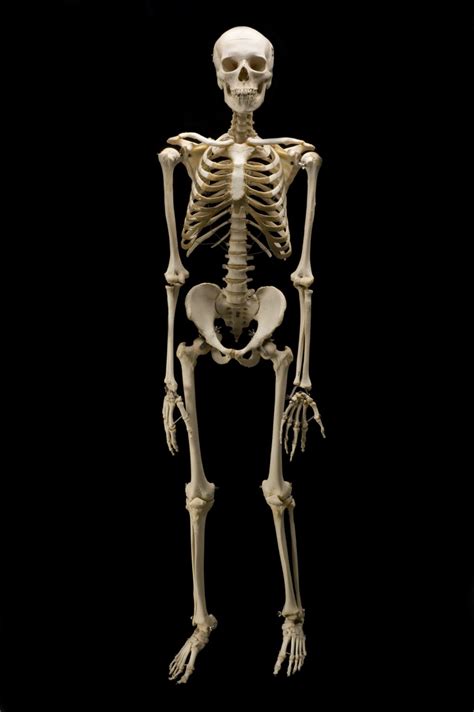 Skeletal System For Real Image Result For Real Human Skeleton | Human ...