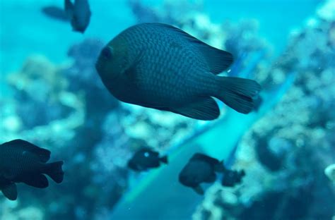 Damselfish (Pomacentridae) - Marine Life - Liveaboard Diving