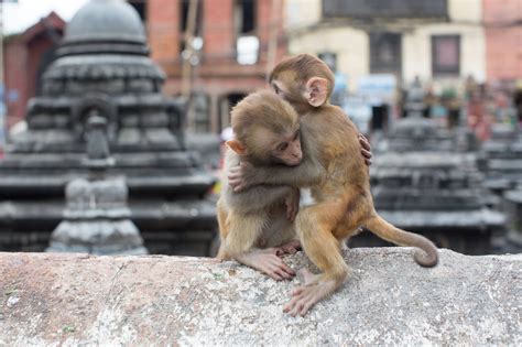 Baby monkeys hugging in Nepal [by Humans of New York] : r/aww