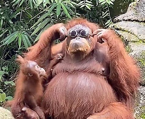 This Video Is Going Viral Now- Orangutan Tries on Sunglasses And Looks Stylish - HeavenOf Animals