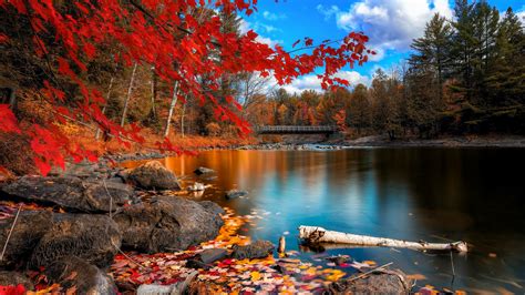 Fall Foliage, HD Nature, 4k Wallpapers, Images, Backgrounds, Photos and Pictures