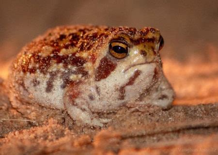 Impressive: The bushveld rain frog's unique survival adaptations ...