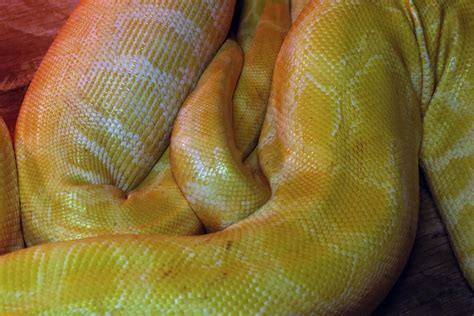 Free stock photo of boa, constrictor, python