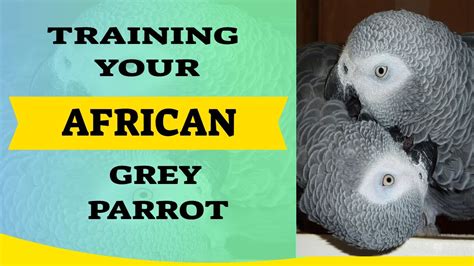 Training your African grey parrot - YouTube